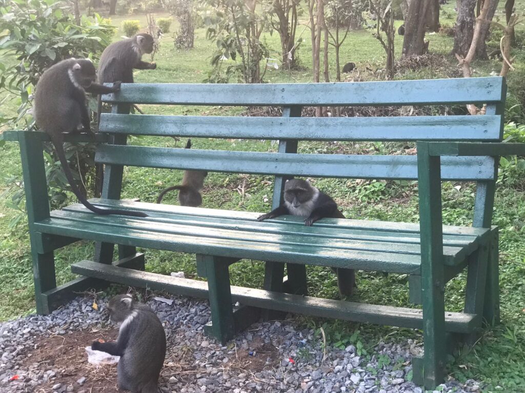 Eco Park Benches